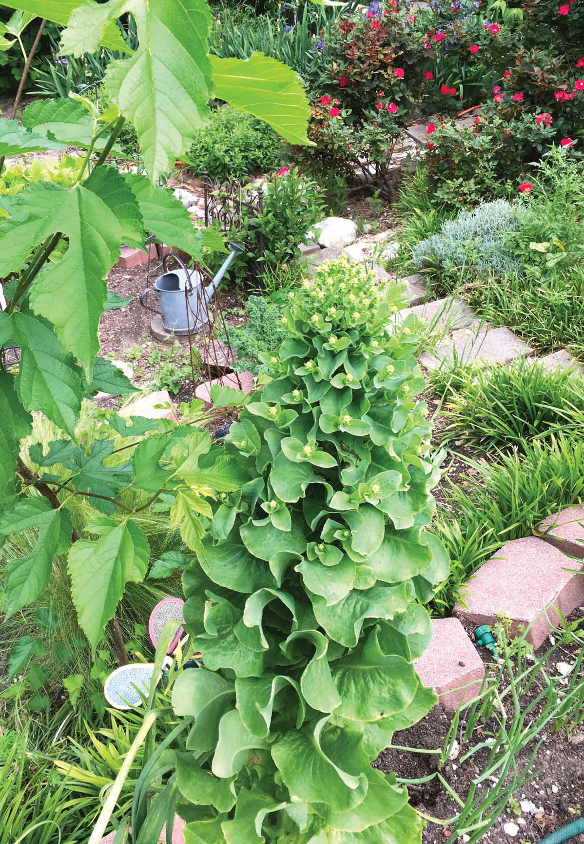 lettuce seeds.jpg